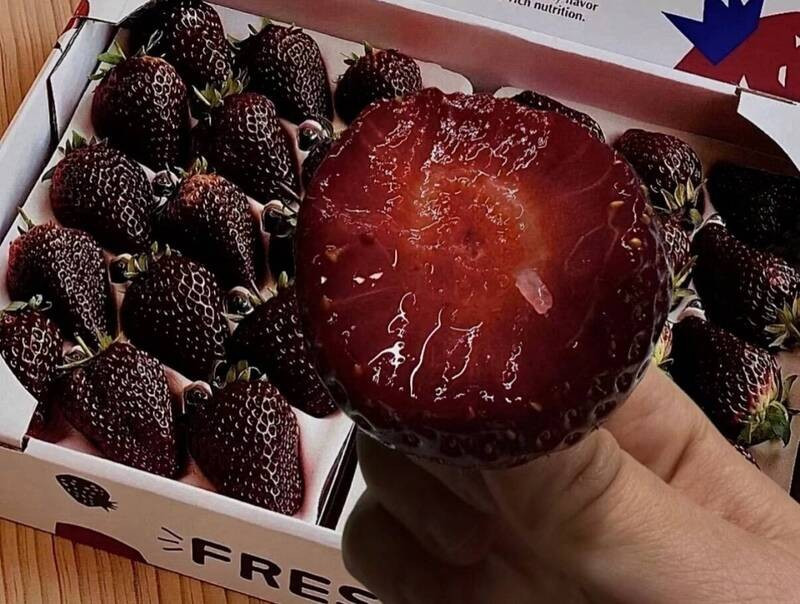 Dâu "Hắc trân châu" có màu đen đặc biệt và vị ngọt đặc biệt. Ảnh: OC.