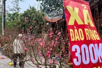 Vì sao tiểu thương giảm giá, ồ ạt thanh lý đào, quất?