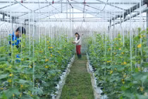 Hà Nội bổ sung gần 49 tỷ đồng để ứng dụng công nghệ cao trong sản xuất nông nghiệp