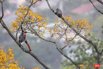 Vẻ đẹp khó cưỡng của bán đảo Sơn Trà (Đà Nẵng) khi vào mùa hoa lim xẹt.