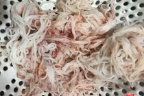 Vụ bún tươi đổi màu đỏ: Thủ phạm là nấm Monascus purpureus