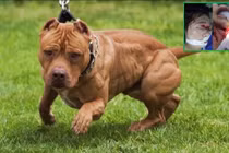 Một con chó Pitbull tấn công em bé 4 tuổi và mẹ, khiến các nạn nhân bị thương nặng, cấp cứu tới Bệnh viện Đa khoa Trung ương Thái Nguyên (Ảnh: BVCC + Internet)