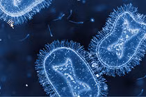 Virus đậu mùa khỉ