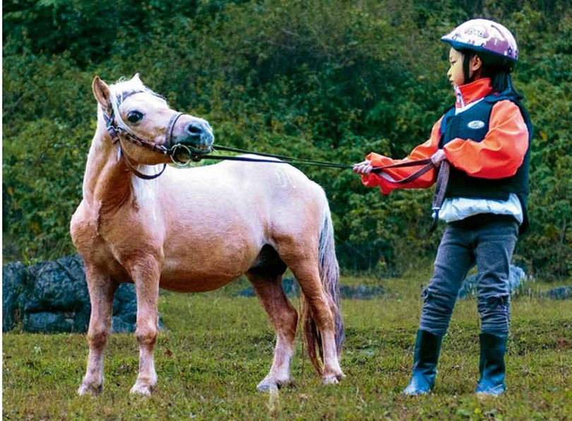 Nuôi ngựa lùn làm thú cưng đang trở thành trào lưu trong giới trẻ con nhà giàu. Ảnh: Zhihu.