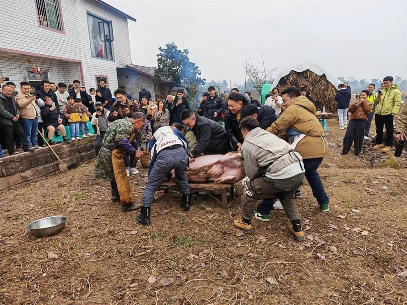 Khách từ khắp nơi đến giúp bắt lợn. Ảnh: Worldjournal.