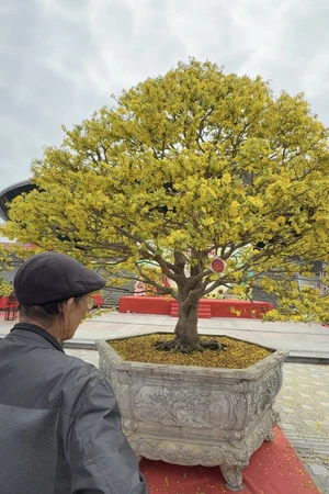 Cội mai vàng hơn 80 năm tuổi ở chợ hoa xuân Đà Nẵng