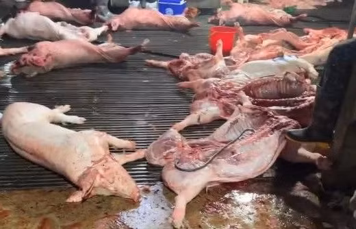 Đưa thịt lợn chết vào bữa ăn học sinh - tội ác không thể tha thứ