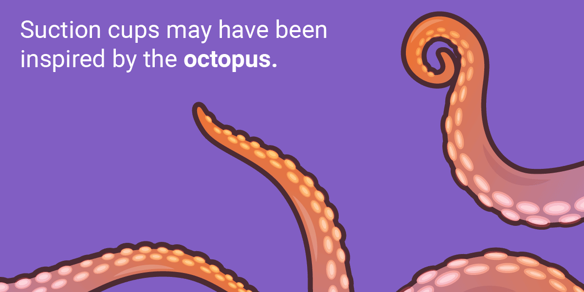 Những phát minh tuyệt vời loài người học lỏm từ thiên nhiên ảnh 5 Những phát minh tuyệt vời loài người học lỏm từ thiên nhiên ảnh 5