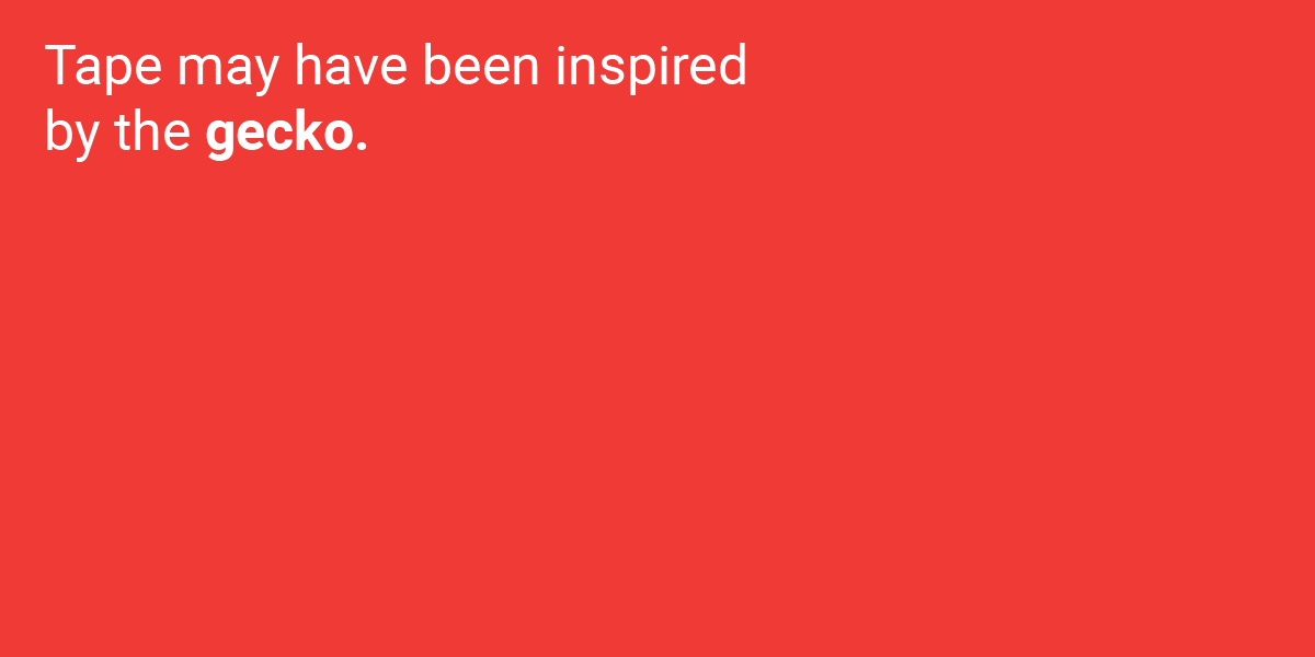 Những phát minh tuyệt vời loài người học lỏm từ thiên nhiên ảnh 9 Những phát minh tuyệt vời loài người học lỏm từ thiên nhiên ảnh 9