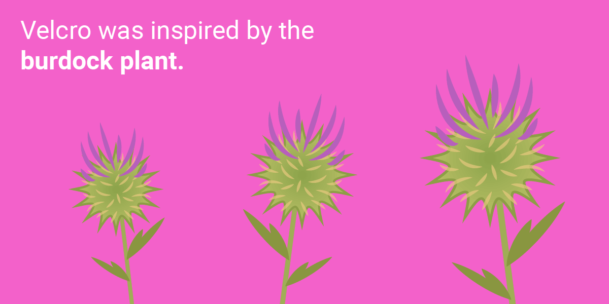 Những phát minh tuyệt vời loài người học lỏm từ thiên nhiên ảnh 1 Những phát minh tuyệt vời loài người học lỏm từ thiên nhiên ảnh 1