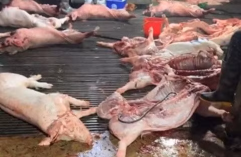 Thịt lợn chết vào bữa ăn học sinh - tội ác không thể tha thứ