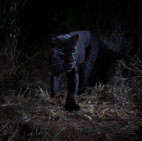 Nguồn: Bright Side