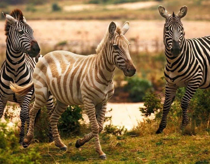 Nguồn: Bright Side