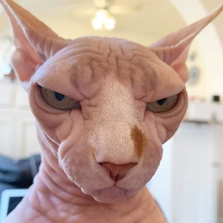 Nguồn: Bright Side