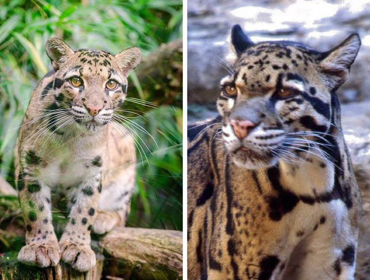 Nguồn: Bright Side