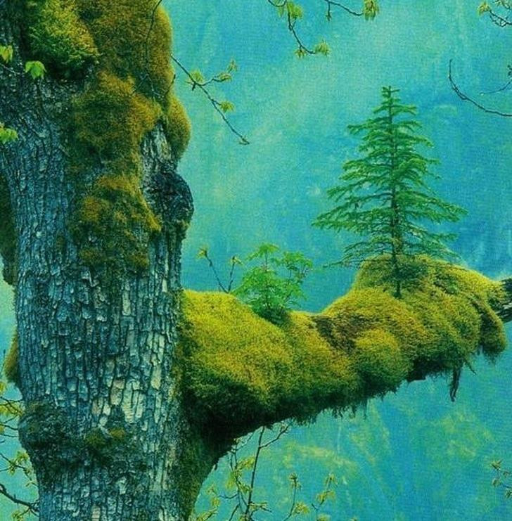 Nguồn: Bright Side