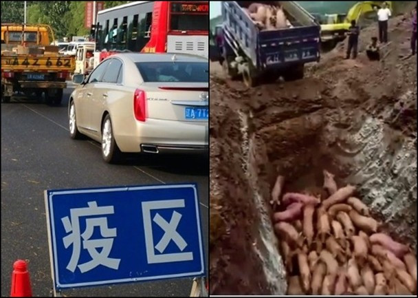 Tổ chức Lương Nông Liên hợp quốc cảnh báo dịch lợn châu Phi có thể phá hủy ngành chăn nuôi lợn của Trung Quốc