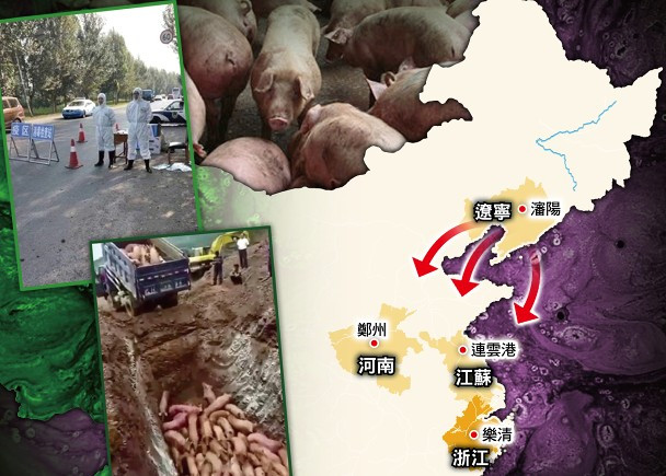 Dịch bệnh lợn châu Phi ở Trung Quốc đang có xu hướng lan xuống phía Nam