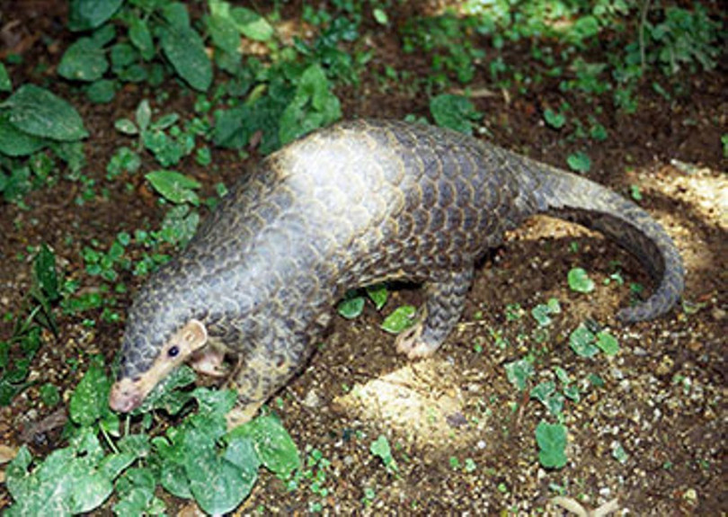 Các nhà khoa học Trung Quốc đã xác định Tê tê là vật chủ mang virus Corona chủng loại mới gây dịch bệnh (Ảnh: Đa Chiều) Các nhà khoa học Trung Quốc đã xác định Tê tê là vật chủ mang virus Corona chủng loại mới gây dịch bệnh (Ảnh: Đa Chiều)