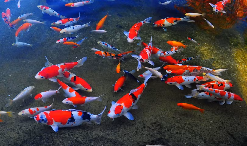 Ảnh minh họa Ảnh minh họa