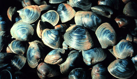 Ảnh minh họa Ảnh minh họa