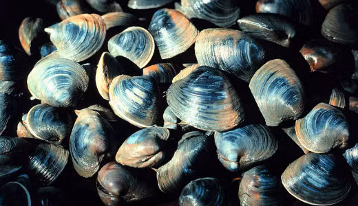 Ảnh minh họa Ảnh minh họa