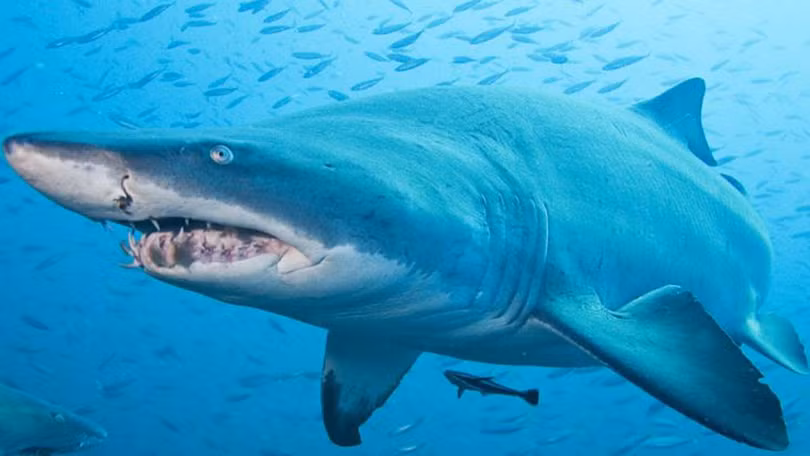 Ảnh minh họa Ảnh minh họa