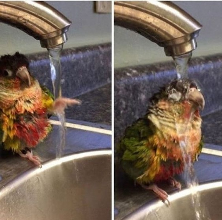 15 bức ảnh chứng minh thế giới động vật đáng yêu nhưng cũng rất kỳ quặc ảnh 1