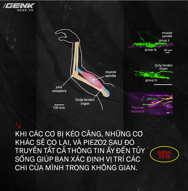 Giải mã những bí ẩn về proprioception, giác quan thứ sáu của tất cả chúng ta - Ảnh 10.