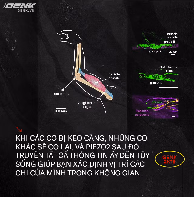 Giải mã những bí ẩn về proprioception, giác quan thứ sáu của tất cả chúng ta - Ảnh 10.