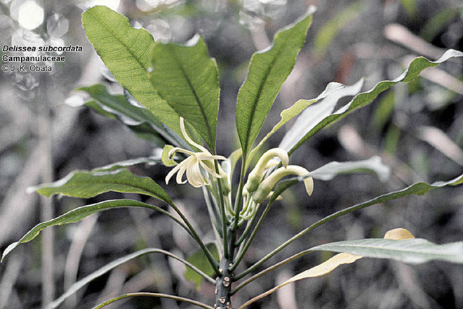 Đây là danh sách toàn bộ 160 loài sinh vật đã tuyệt chủng trong thập niên 2010 - Ảnh 6.