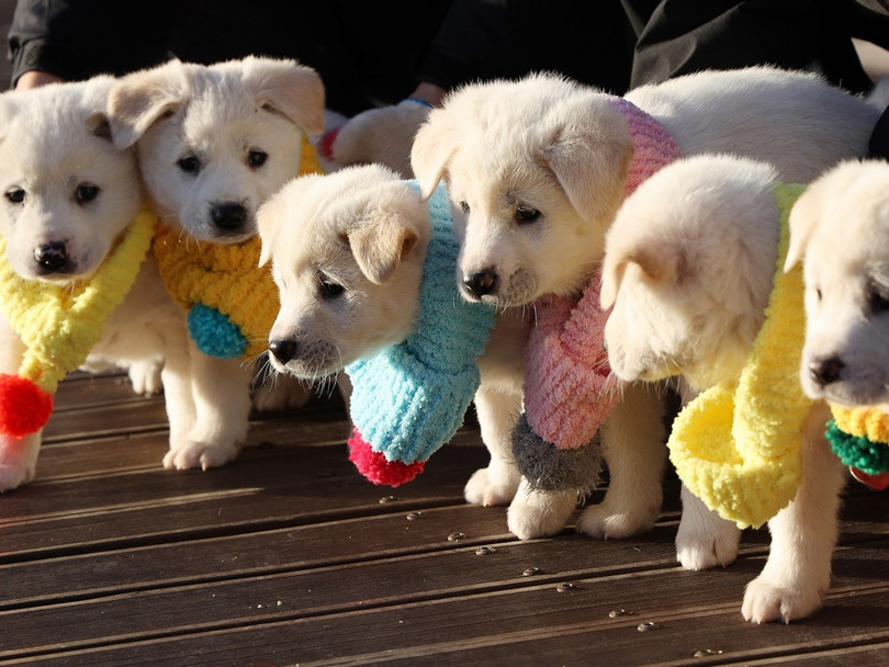 Đầu tháng 11 năm 2018, một cặp chó bố mẹ do nhà lãnh đạo Triều Tiên Kim Jong-un tặng Hàn Quốc đã sinh ra sáu con. Vào ngày 25 tháng 12, trang Twitter chính thức của Nhà Xanh, (Phủ Tổng thống Hàn Quốc) đã đăng nhóm ảnh, thông báo về tình hình của những chú chó con này. Nhà Xanh nói trong bản tweet: “Sáu chó con đang sống rất tốt. Chúng đang phát triển mỗi ngày và bây giờ có thể chạy trên bãi cỏ trước Nhà Xanh. Răng mọc rất giống nhau, có lẽ sắp thay răng, giờ chúng rất thích gặm móng chân”.