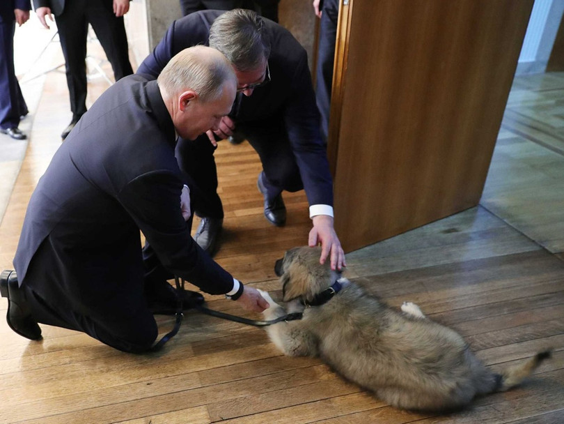Ngày 17 tháng 1 năm 2019, Tổng thống Nga Vladimir Putin chính thức thăm Serbia. Bức ảnh cho thấy tổng thống Serbia tặng một con chó chăn cừu cho ông Putin.