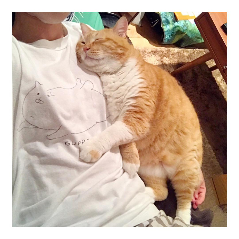 Chùm ảnh đáng yêu của loài mèo giúp bạn đánh bay mọi muộn phiền ảnh 13