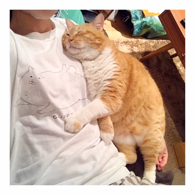 Chùm ảnh đáng yêu của loài mèo giúp bạn đánh bay mọi muộn phiền ảnh 13