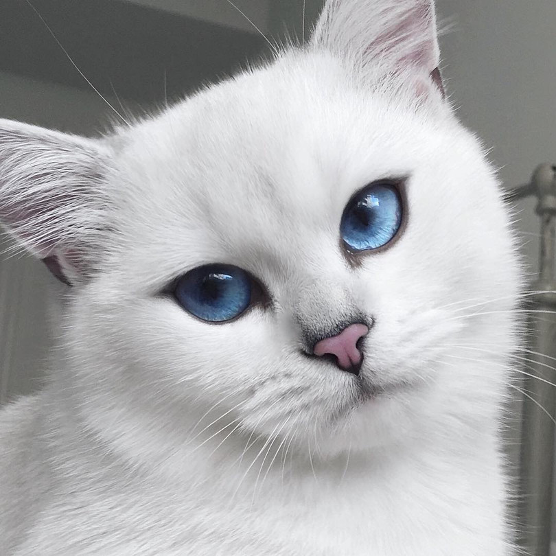 Chùm ảnh đáng yêu của loài mèo giúp bạn đánh bay mọi muộn phiền ảnh 5