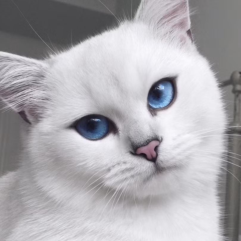 Chùm ảnh đáng yêu của loài mèo giúp bạn đánh bay mọi muộn phiền ảnh 5