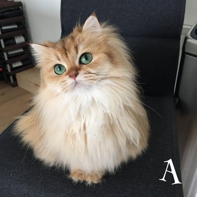 Chùm ảnh đáng yêu của loài mèo giúp bạn đánh bay mọi muộn phiền ảnh 3