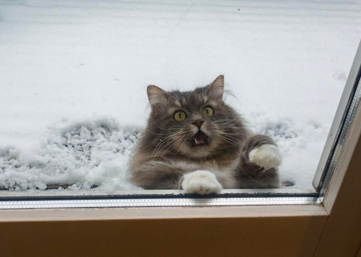 15 hình ảnh động vật trong mùa đông khiến trái tim ai cũng phải tan chảy ảnh 15 15 hình ảnh động vật trong mùa đông khiến trái tim ai cũng phải tan chảy ảnh 15