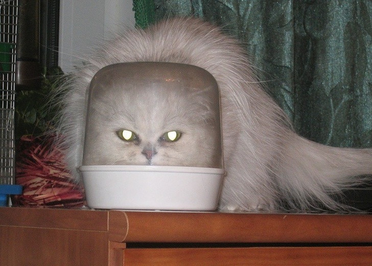 15 hình ảnh chứng minh mèo là loài khó tính nhất hành tinh ảnh 13