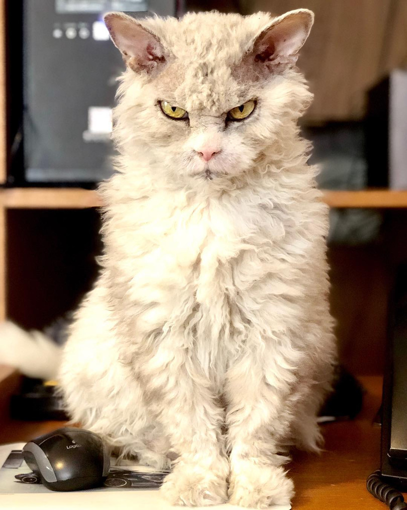 15 hình ảnh chứng minh mèo là loài khó tính nhất hành tinh ảnh 15