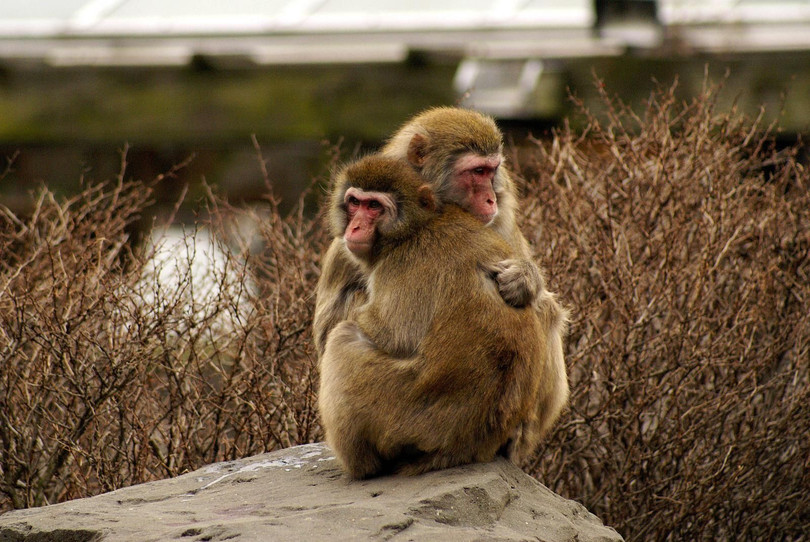 15 khoảnh khắc chứng tỏ động vật cũng tồn tại những tình yêu mãnh liệt ảnh 5 Hình ảnh có lĩAªn quan