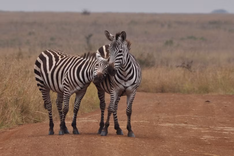 Káº¿t quáº£ hÃ¬nh áº£nh cho 20-animal-couples-that-prove-love-does-exist