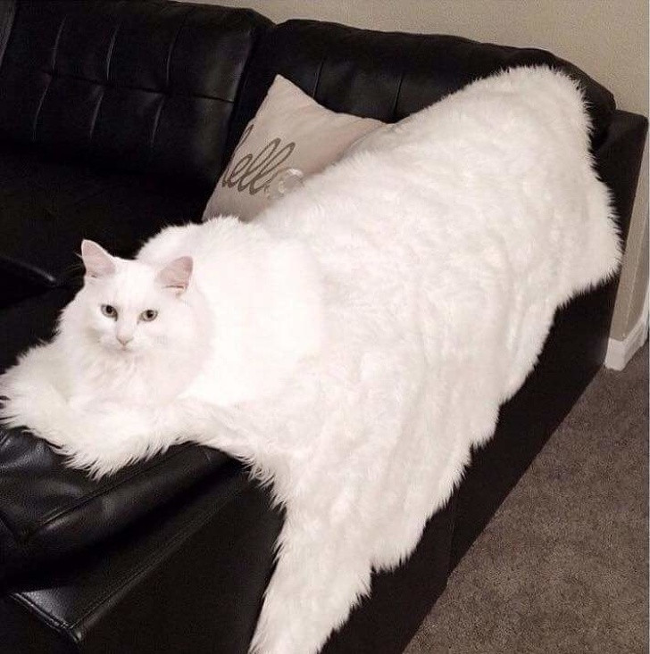 15 hình ảnh đánh lừa thị giác một cách ngoạn mục ảnh 3 15 hình ảnh đánh lừa thị giác một cách ngoạn mục ảnh 3