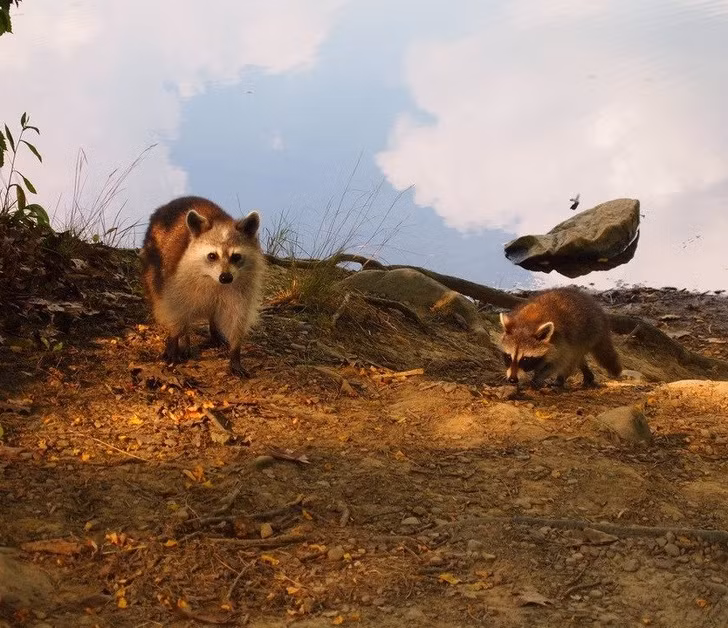 15 hình ảnh đánh lừa thị giác một cách ngoạn mục ảnh 13