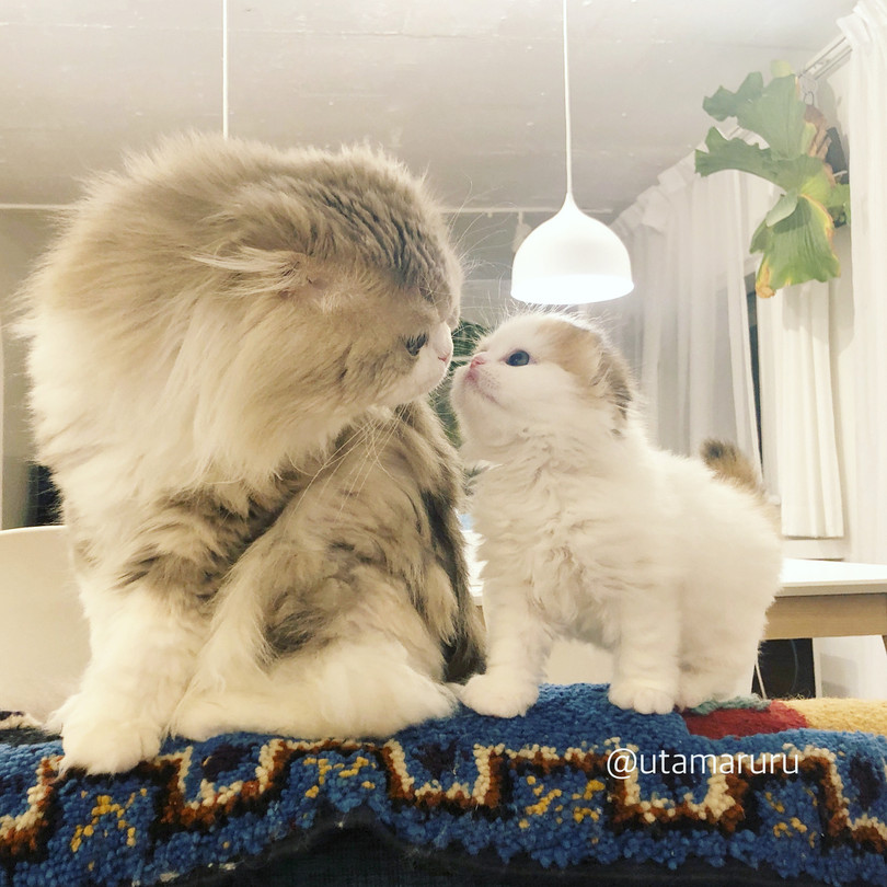 Chùm ảnh đáng yêu của loài mèo giúp bạn đánh bay mọi muộn phiền ảnh 9