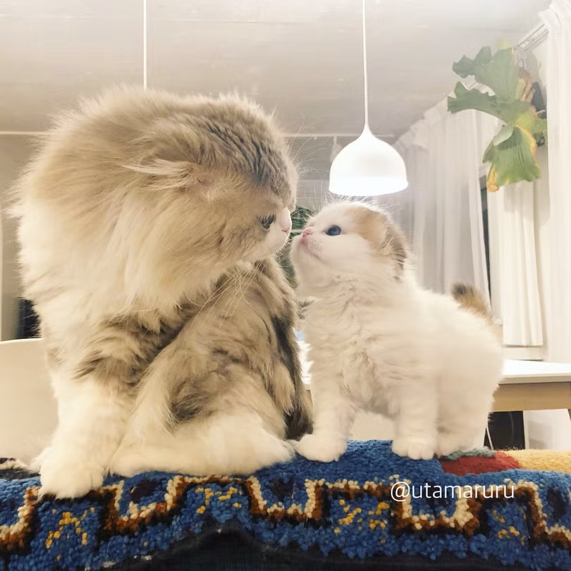 Chùm ảnh đáng yêu của loài mèo giúp bạn đánh bay mọi muộn phiền ảnh 9