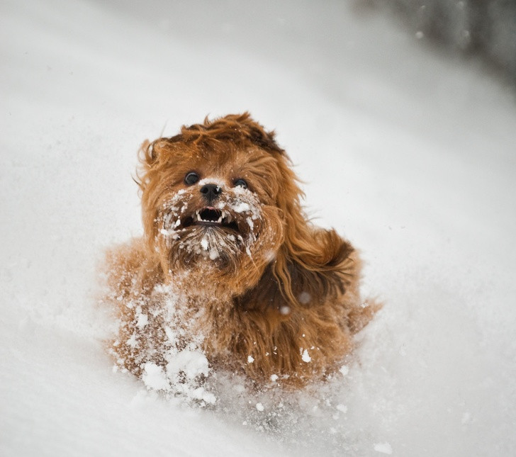 15 hình ảnh động vật trong mùa đông khiến trái tim ai cũng phải tan chảy ảnh 10 15 hình ảnh động vật trong mùa đông khiến trái tim ai cũng phải tan chảy ảnh 10