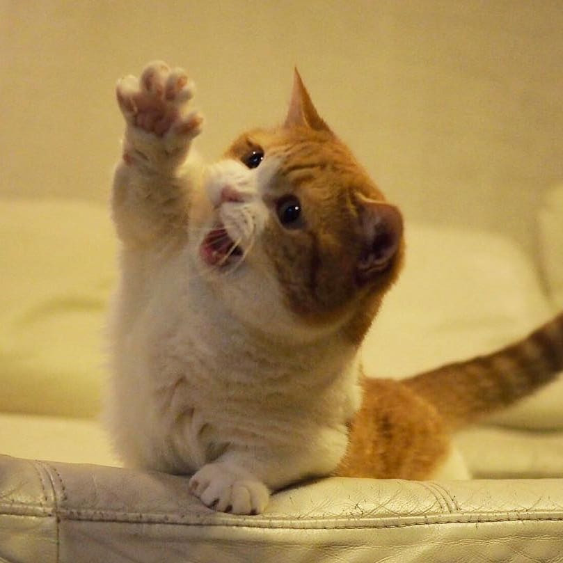 Chùm ảnh đáng yêu của loài mèo giúp bạn đánh bay mọi muộn phiền ảnh 6