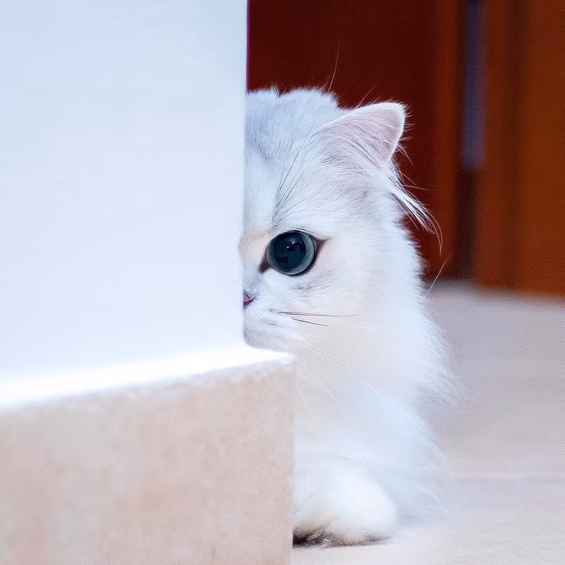 Chùm ảnh đáng yêu của loài mèo giúp bạn đánh bay mọi muộn phiền ảnh 8